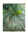 Pinus flexilis ’Vanderwolf’s Pyramid’ хвоя